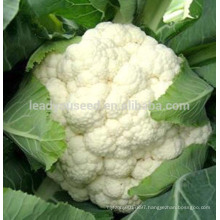 JCF12 Lixue pure white heat resistant hybrid caulilfower seed f1, early type cauliflower seeds